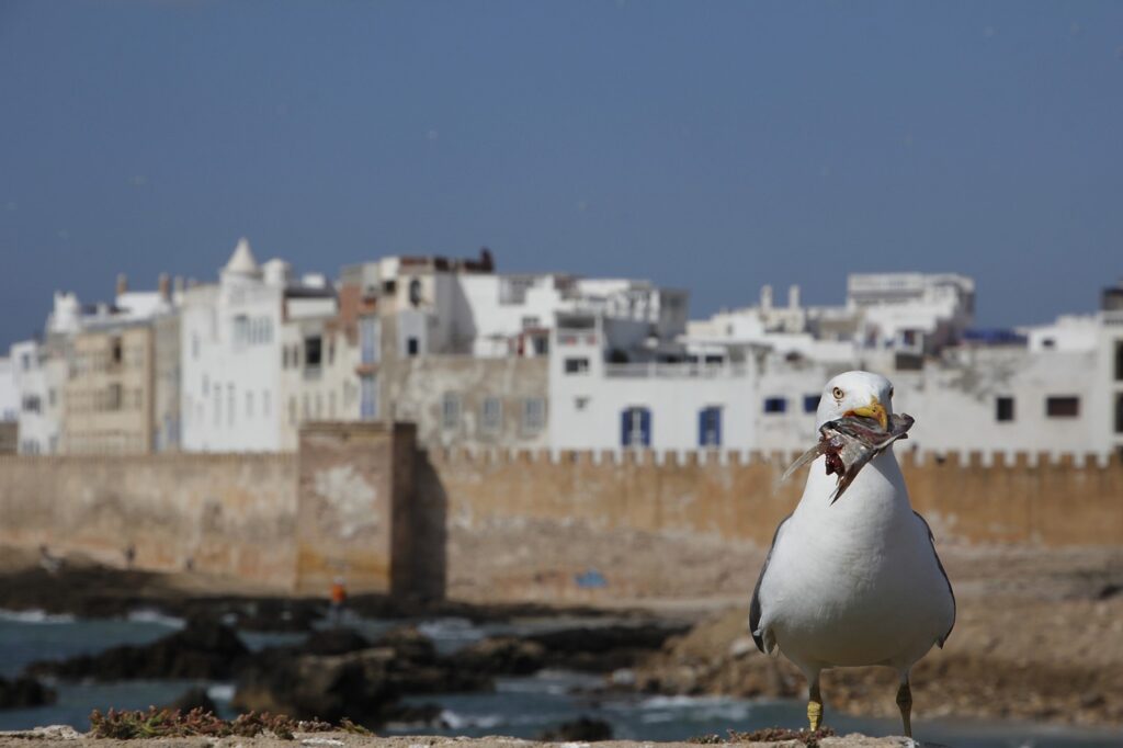 Essaouira summer 2025 destination