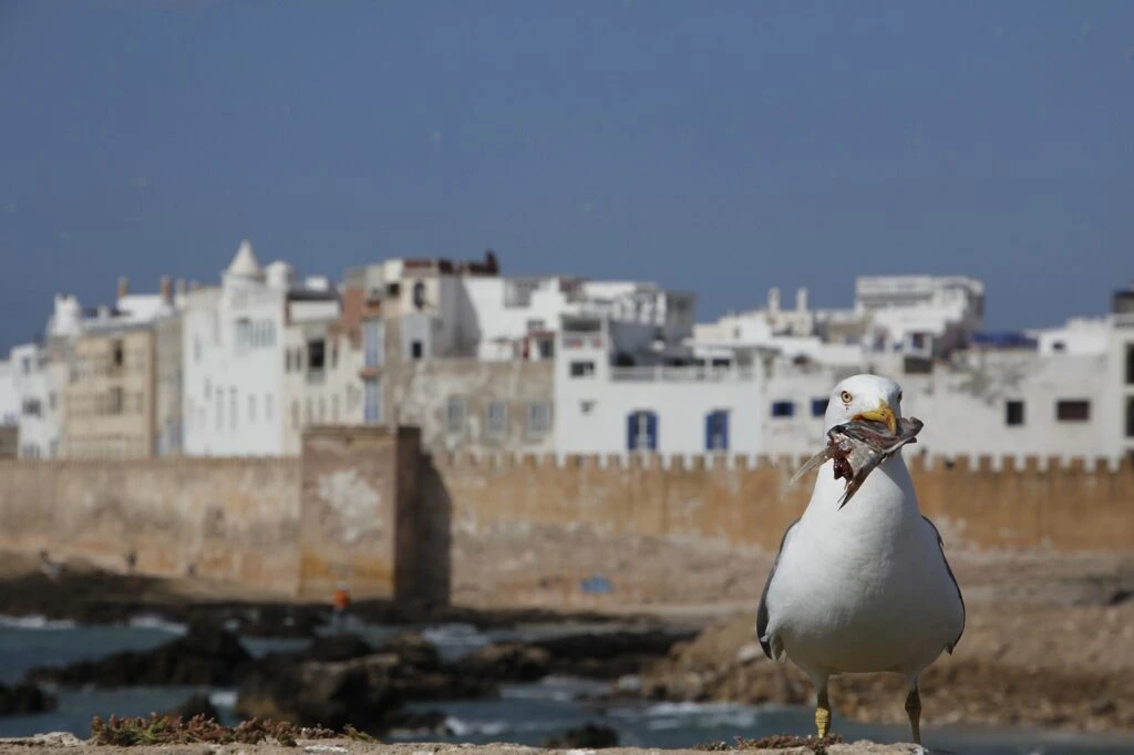 Exclusive Summer Travel Destinations Essaouira
